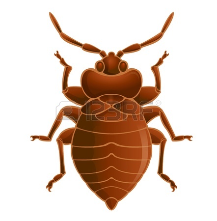 Bed Bugs in Bernards