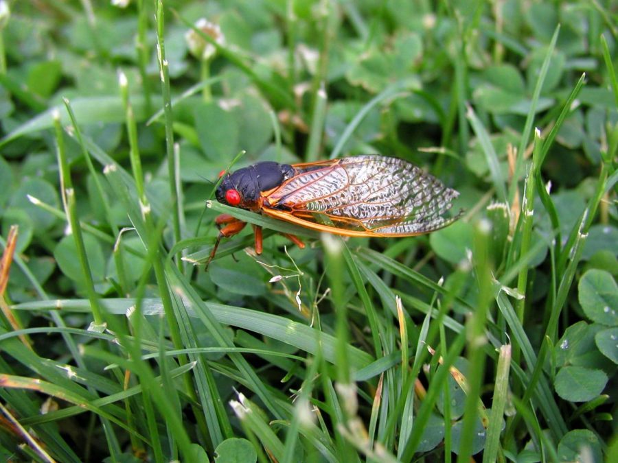 Cicada's to Return this Spring and Summer
