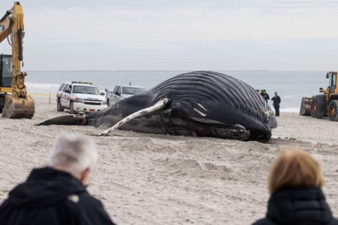 Another dead whale washed up on the beaches of the east coast
