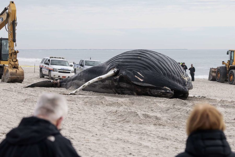 Another+dead+whale+washed+up+on+the+beaches+of+the+east+coast