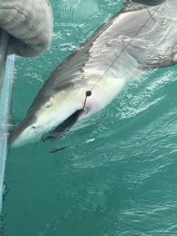 Large lemon shark caught inshore along the east coast this year