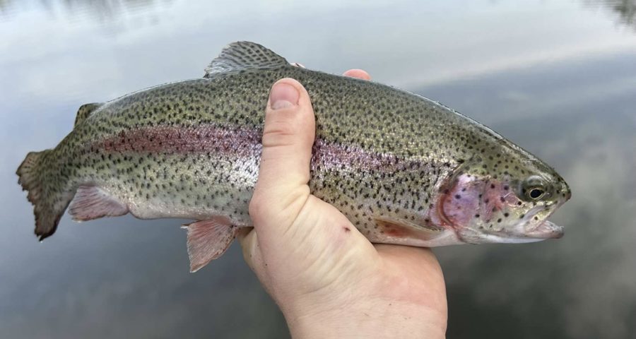 Rainbow trout caught in a local river during the beginning of trout season