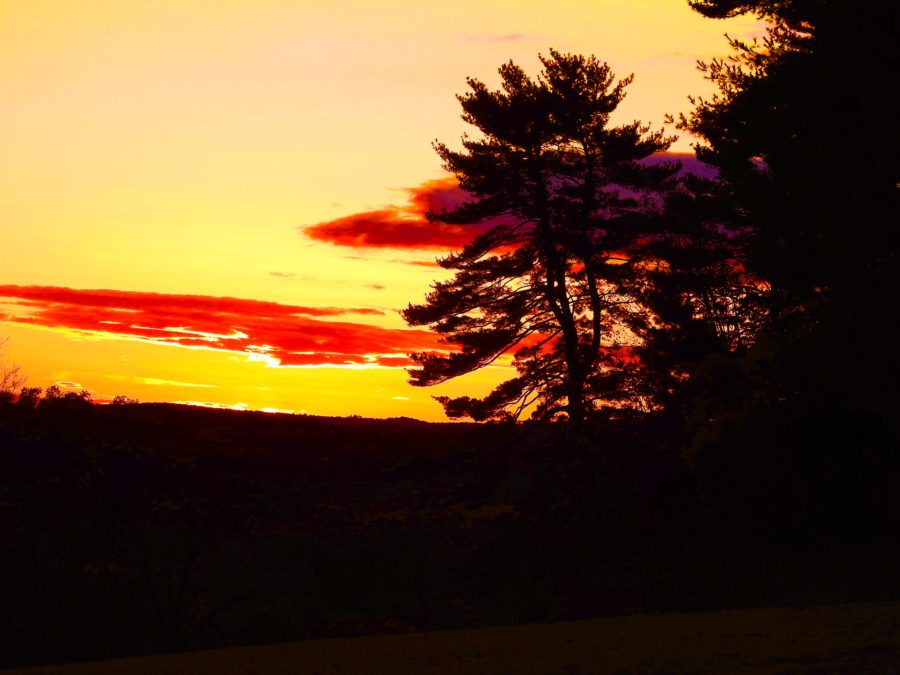 Photo of a silhouette of a tree during the sunset