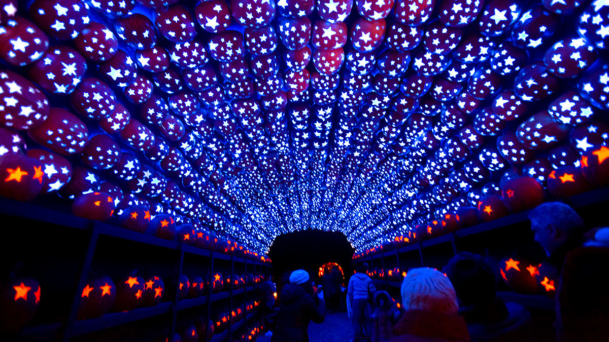 A variety of carefully carved pumpkins light up the night in blue and orange