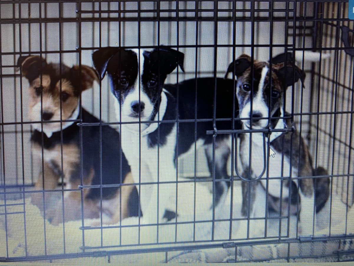 Three dogs in a cage at once showing the overpopulation in shelters